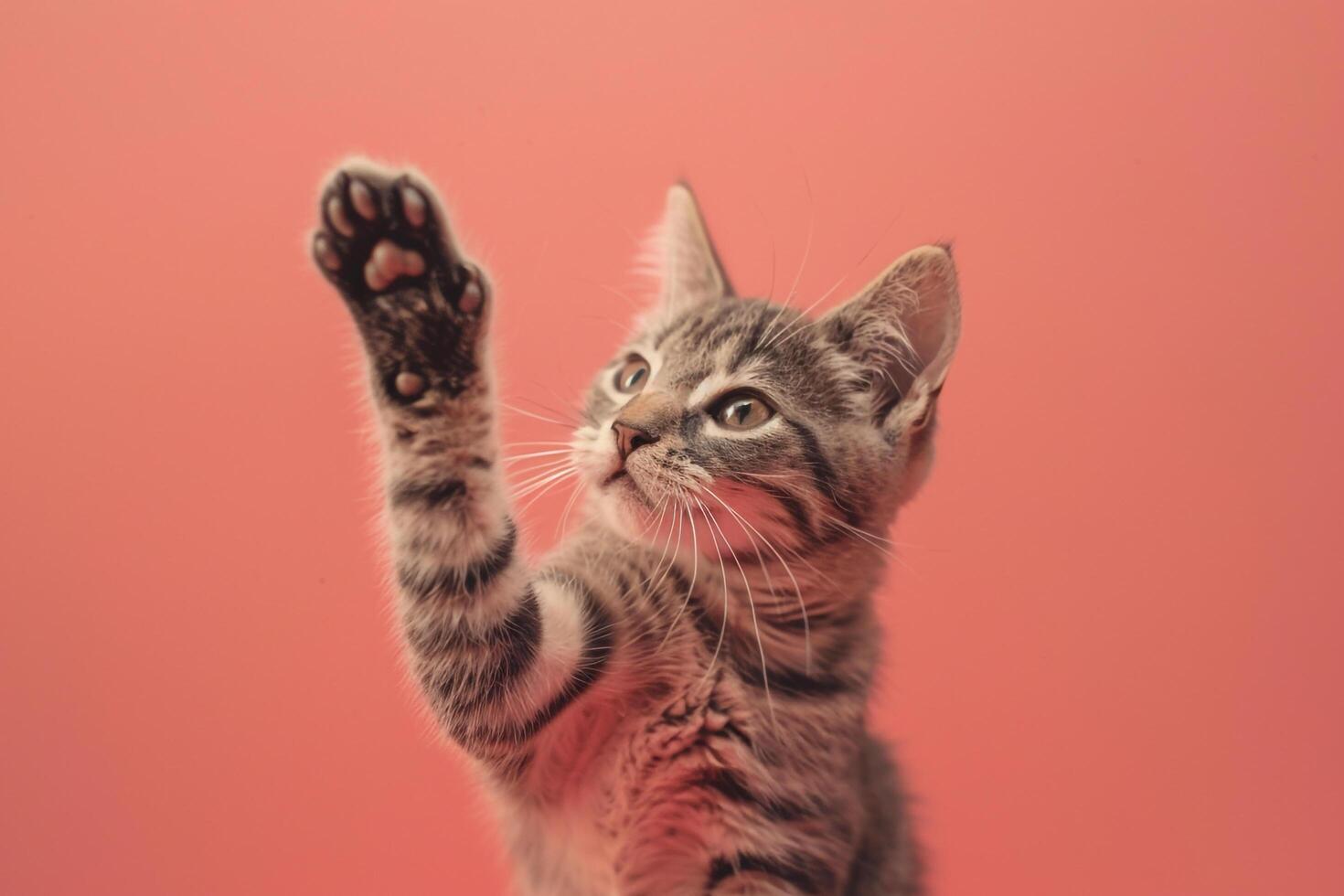 Cute Cat Paw Gesture Background Ideal for Pet graphy photo