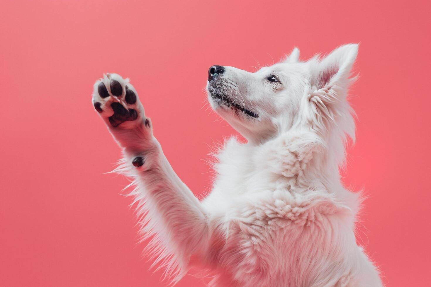 Joyful Dog Paw Background Ideal for Pet Enthusiasts photo
