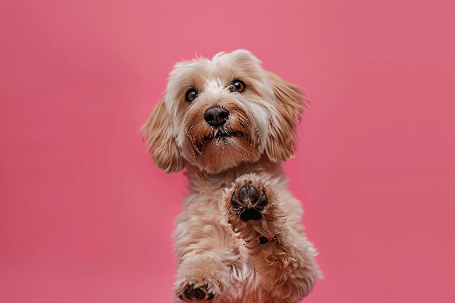 Joyful Dog Paw Gesture Background for Pet Enthusiasts photo
