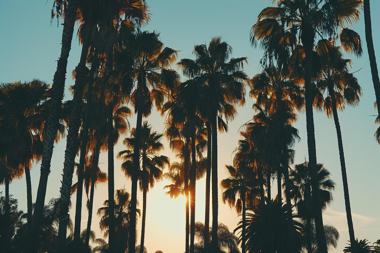 Tall Palm Trees Casting Long Shadows at Sunset. Nature Background photo