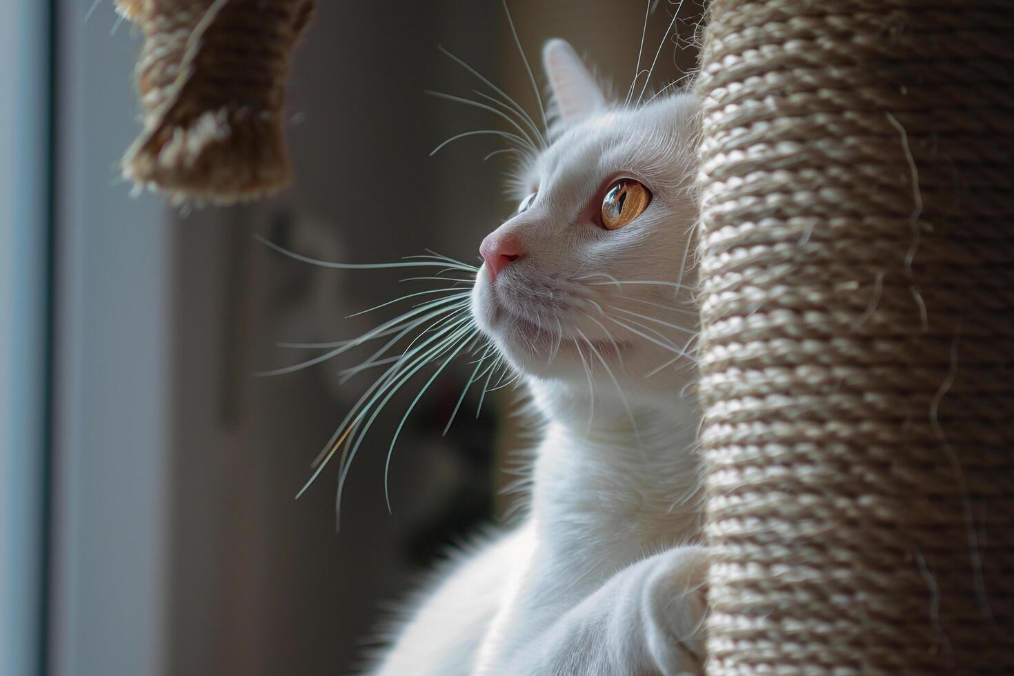 White Tabby Cat Playing with a Scratching Post background photo