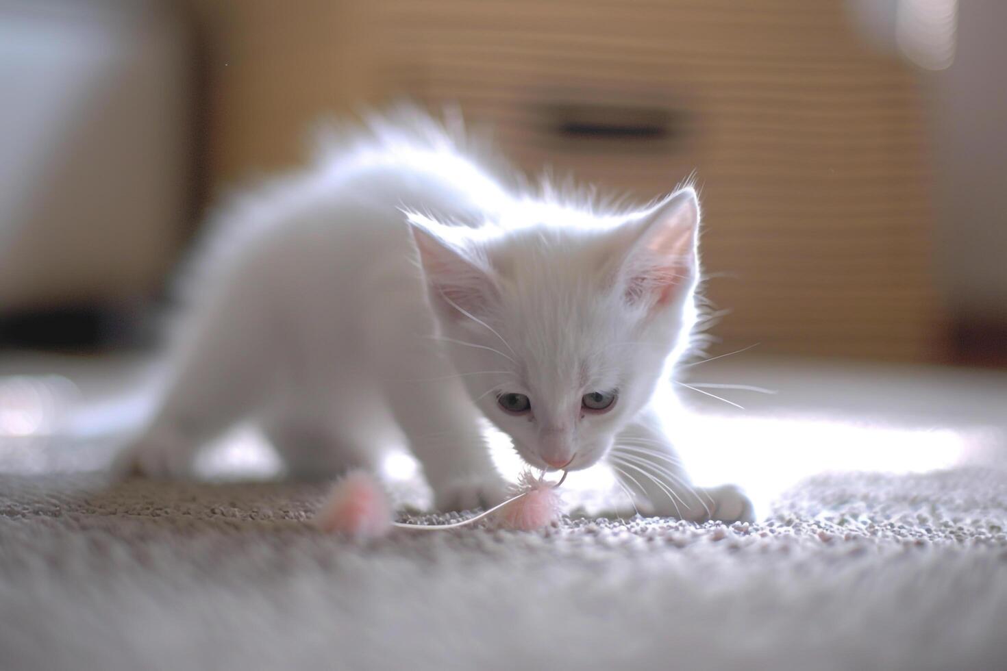 White Kitten Investigating a New Cat Toy with Wide Eyed Curiosity in a Fun and Interactive Environment photo
