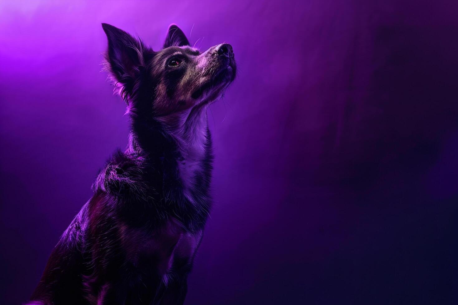 Dog Sitting Gracefully in a Cozy and Warm Background for Winter Themed Pet s Background photo