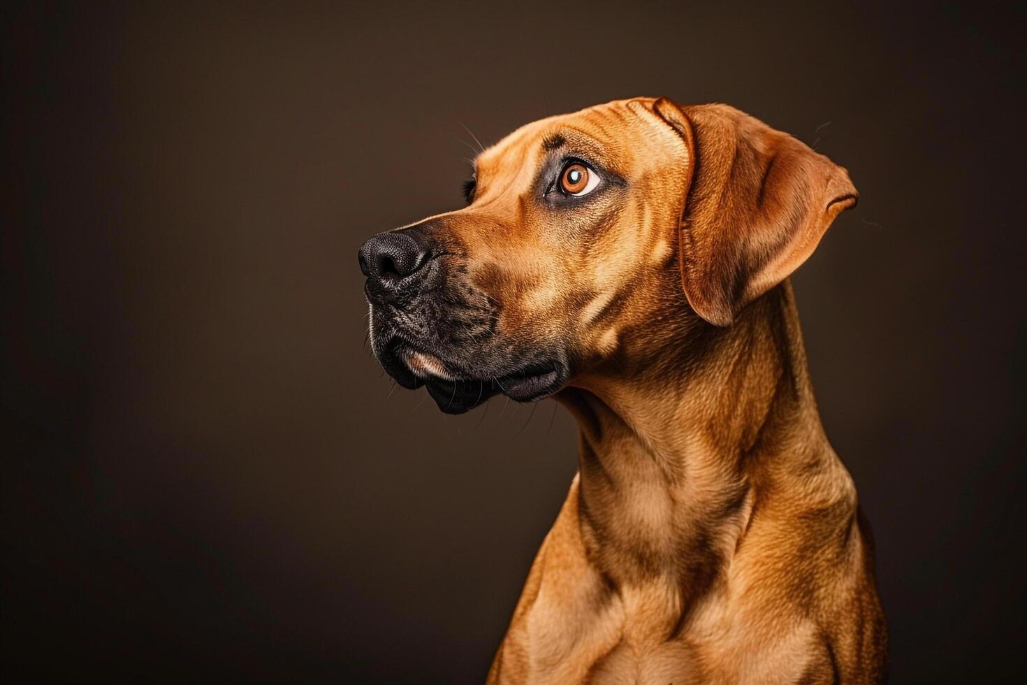 Dog with Expression Friendly Background photo