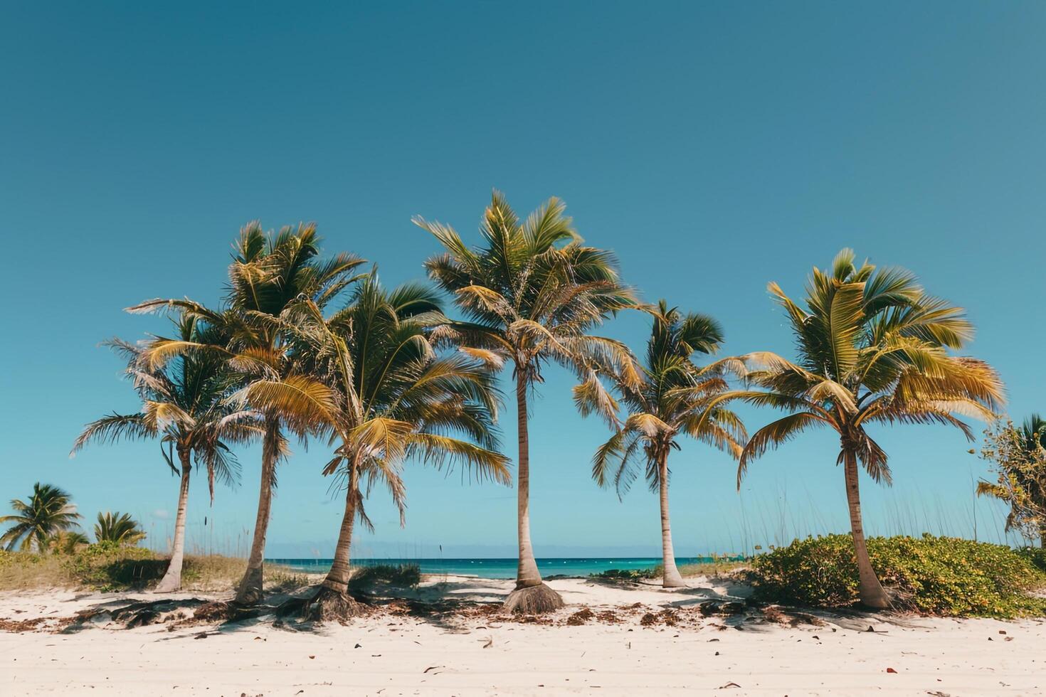 Sandy Beach with Palm Trees and a  Blue Sky Background photo