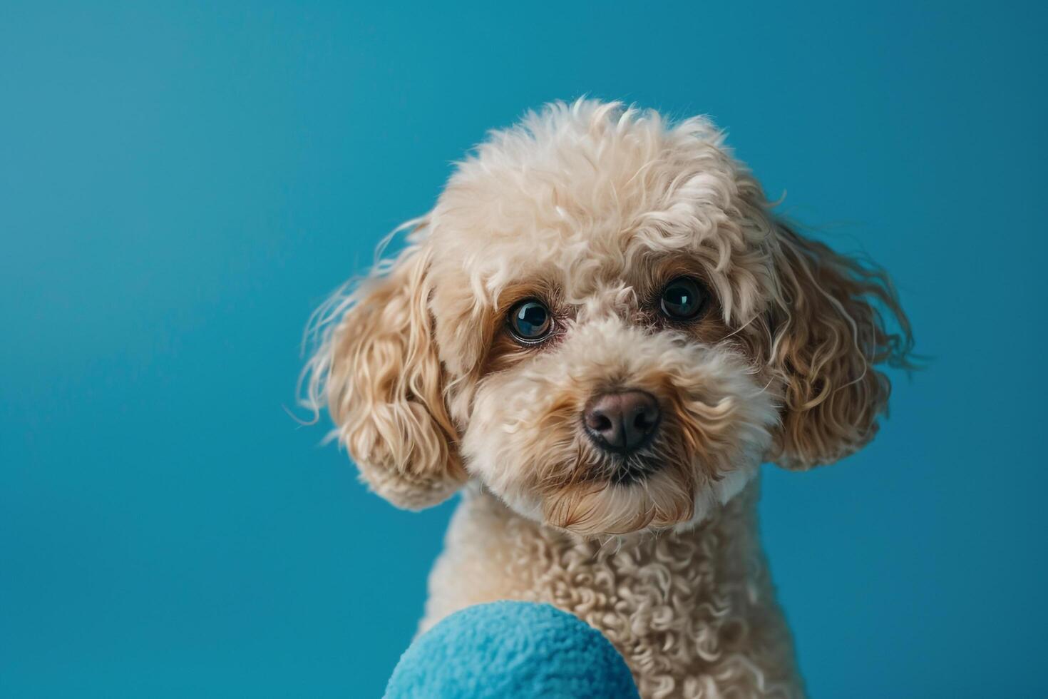 Dog playing with a toy on cobalt blue background fun and energetic photo