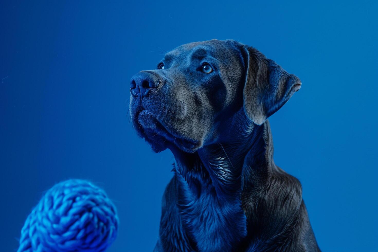 Dog with a toy on a cobalt blue background  and cheerful photo