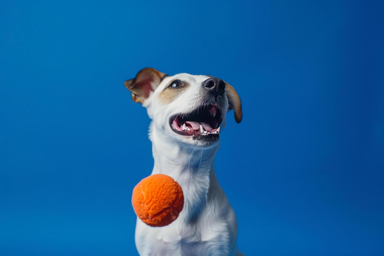 Dog with a toy on a cobalt blue background lively and photo