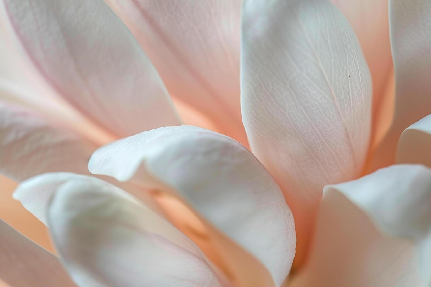 Delicate Magnolia Petals Texture for Nature Background photo