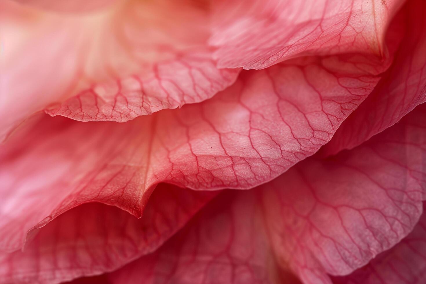 Texture of Camellia Petal with  Finish Background photo