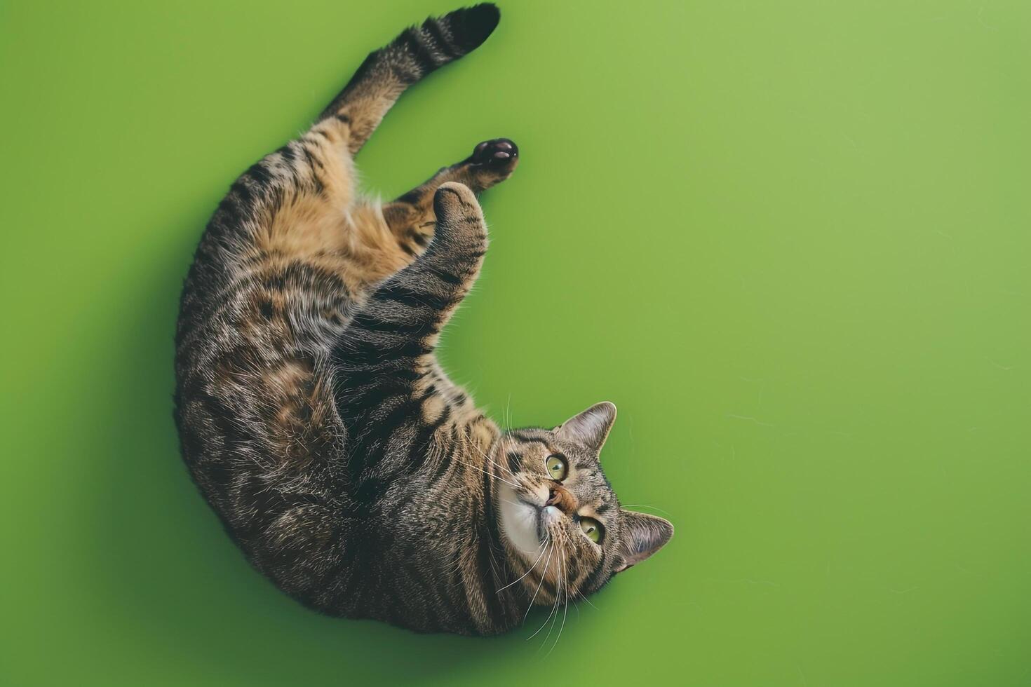 Cats with Playful Expressions in Cozy Home photo