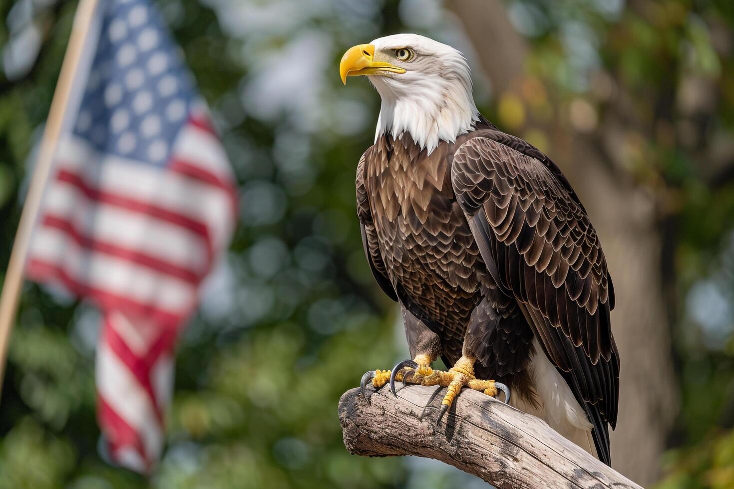 American Bald Eagle Perched on Branch with American Flag Waving in Background photo