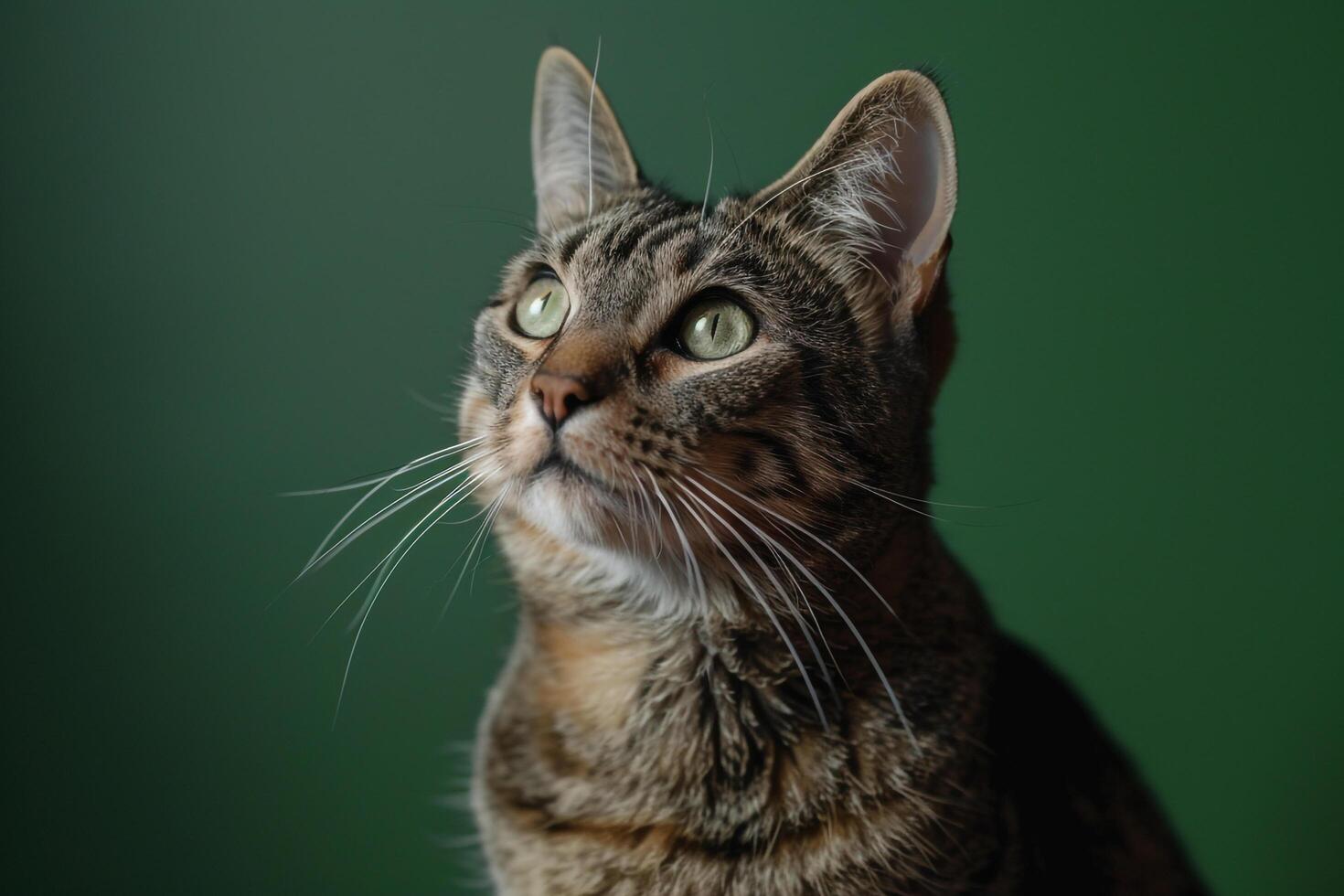 Cat Sitting AttentivelyDeep Forest photo