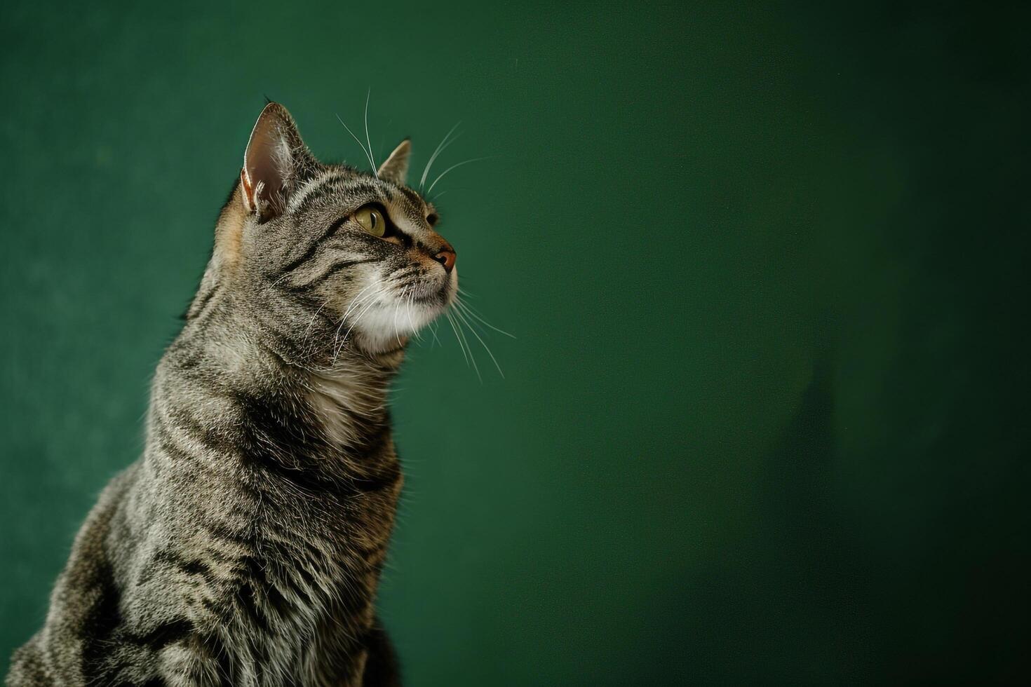 Cat Sitting Calmly with a Forest  in a Serene photo