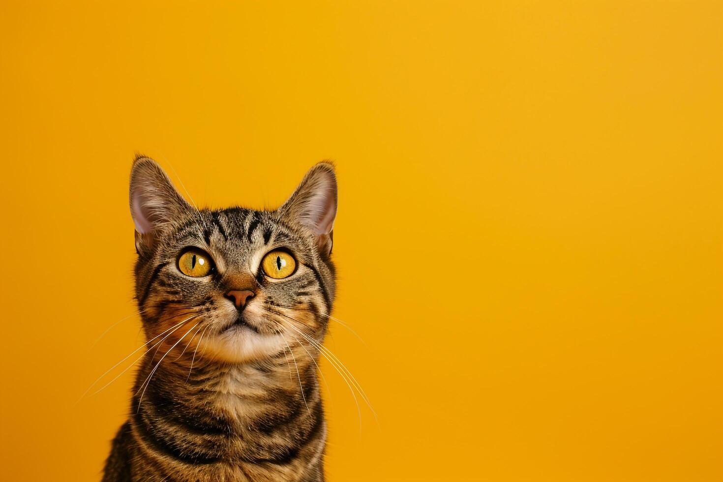 Cats with   Background for B and Fun graphy photo