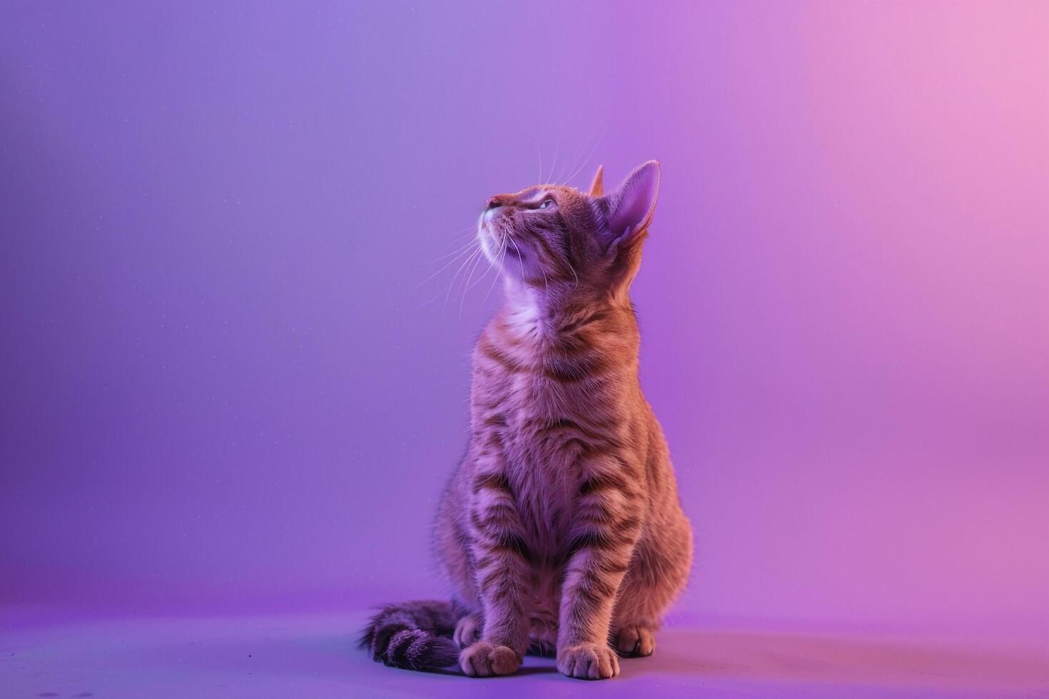 Cat Sitting Gracefully Against Lilac  Background Beautiful Style photo