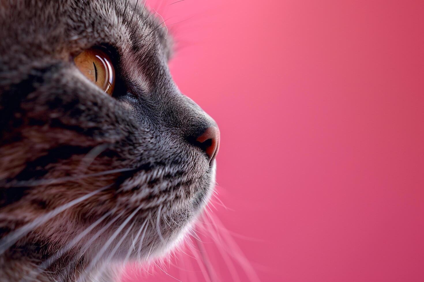 Cat with  Pink Background Adorable and Classy photo