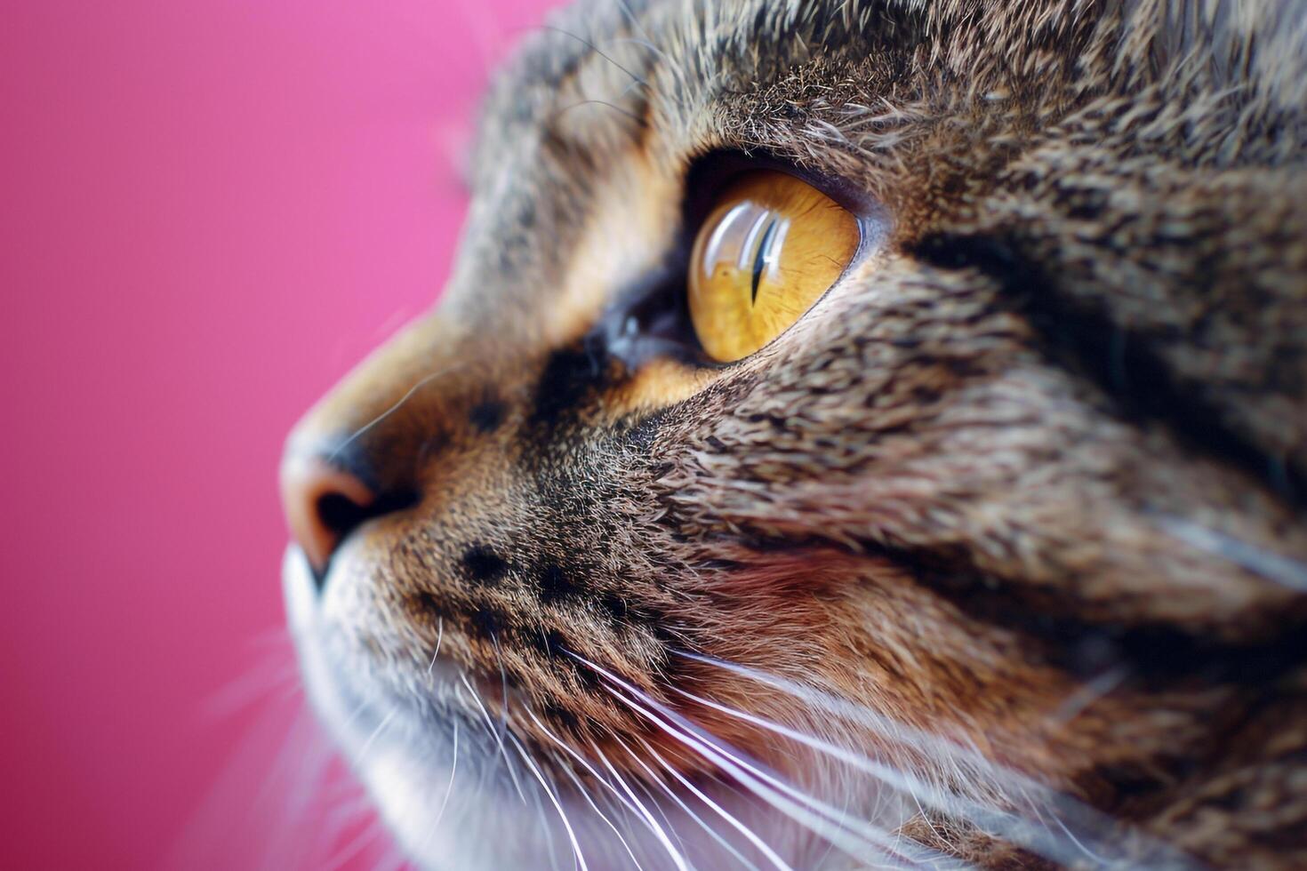 Cat with  Pink Background  and Playful photo