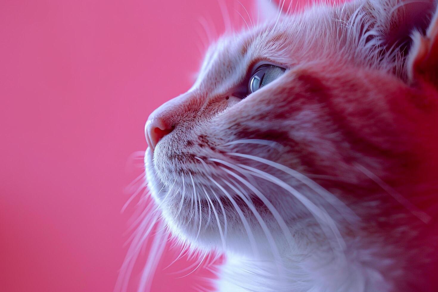 Cat with  Pink Background Stylish and Adorable photo