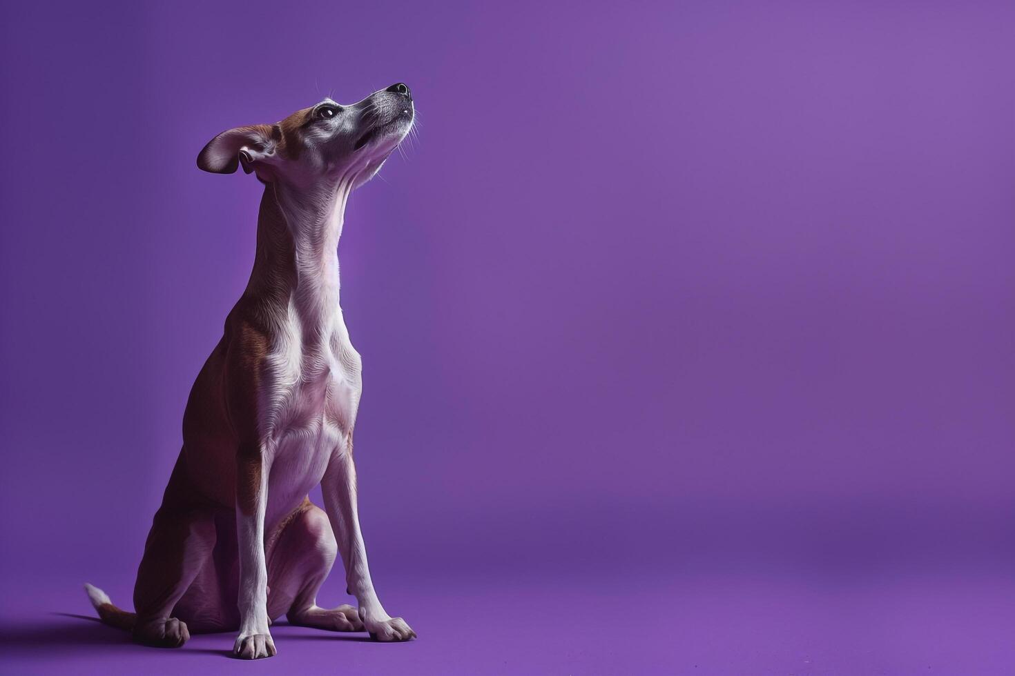 Dog exuding grace and poisemauve  background showcasing an  and calm demeanor photo