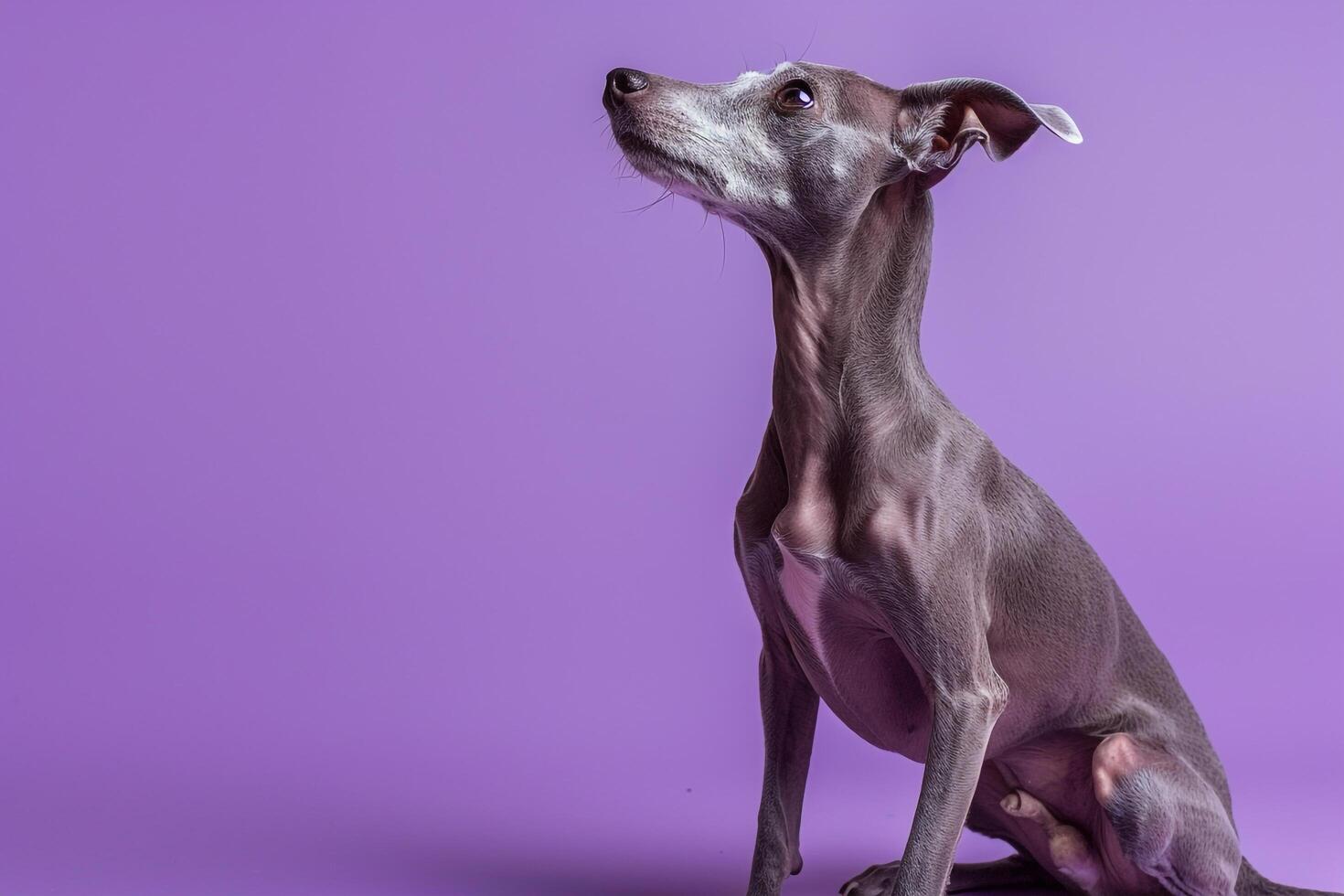 Dog sitting gracefully with a serene expressionmauve  background reflecting elegance and calm photo