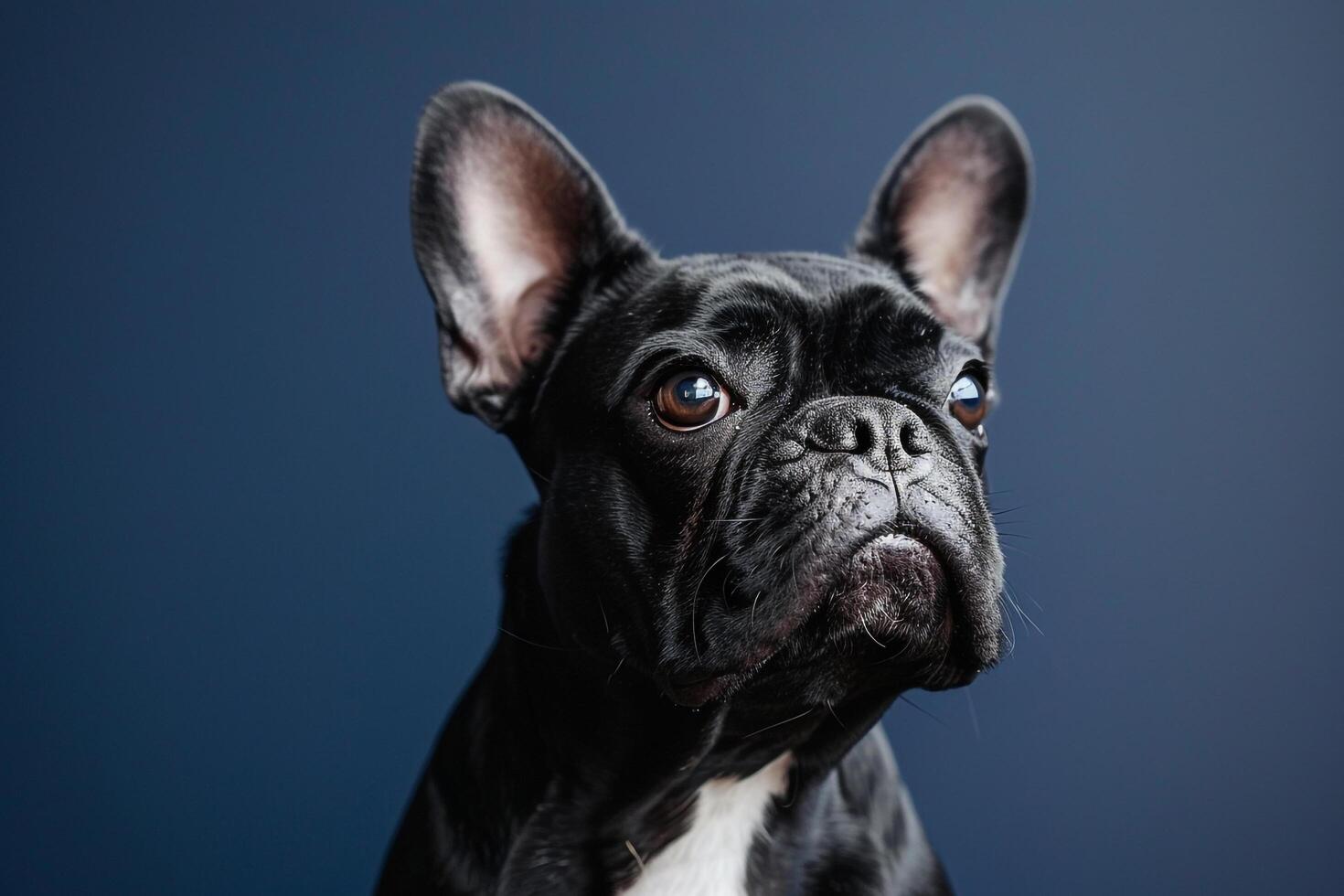 Dog with a Confused Expression Against a Navy Background Capturing a Moment of Curiosity photo