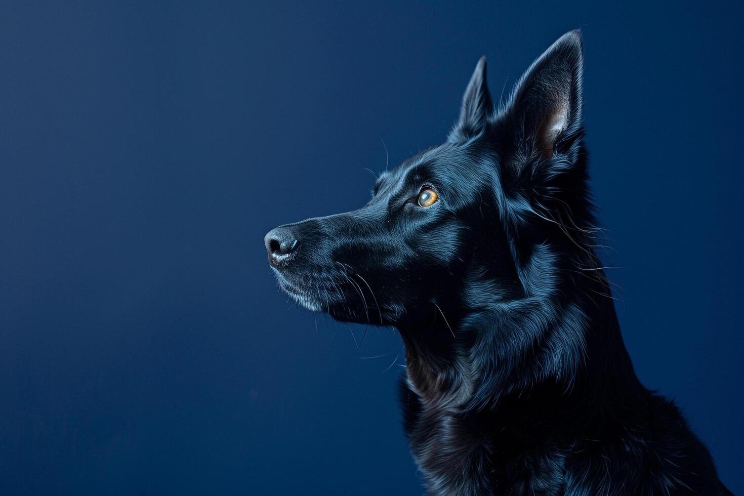 Dog with a Confused Look on a Navy Background Highlighting Canine Curiosity photo