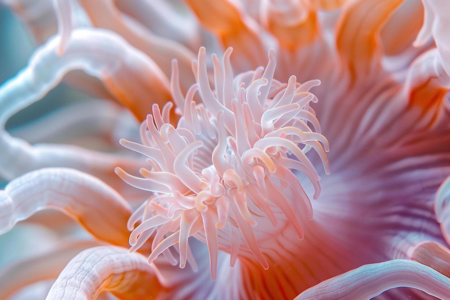 Texture of Sea Anemone with  Tentacles   Background Nature photo