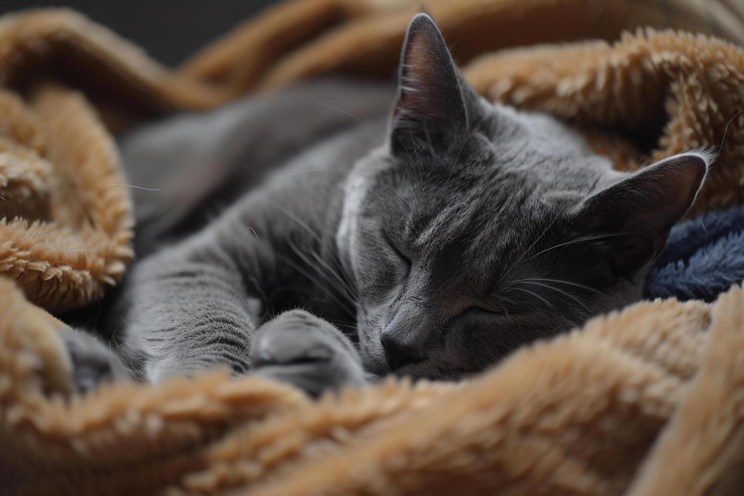 Gray Cat Lounging Comfortably on  Blanket   Enjoying a Nap in Peaceful photo