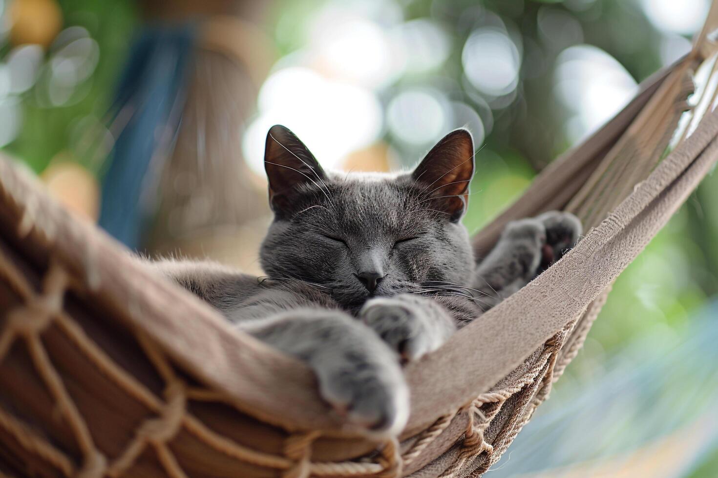 Gray Cat Relaxing in Hammock   Gently Swaying in Cozy photo