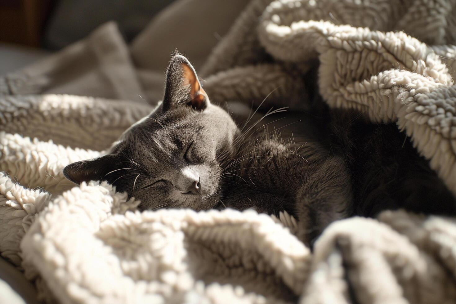 Gray Cat Relaxing on  Blanket   Enjoying a Peaceful Nap in Cozy photo