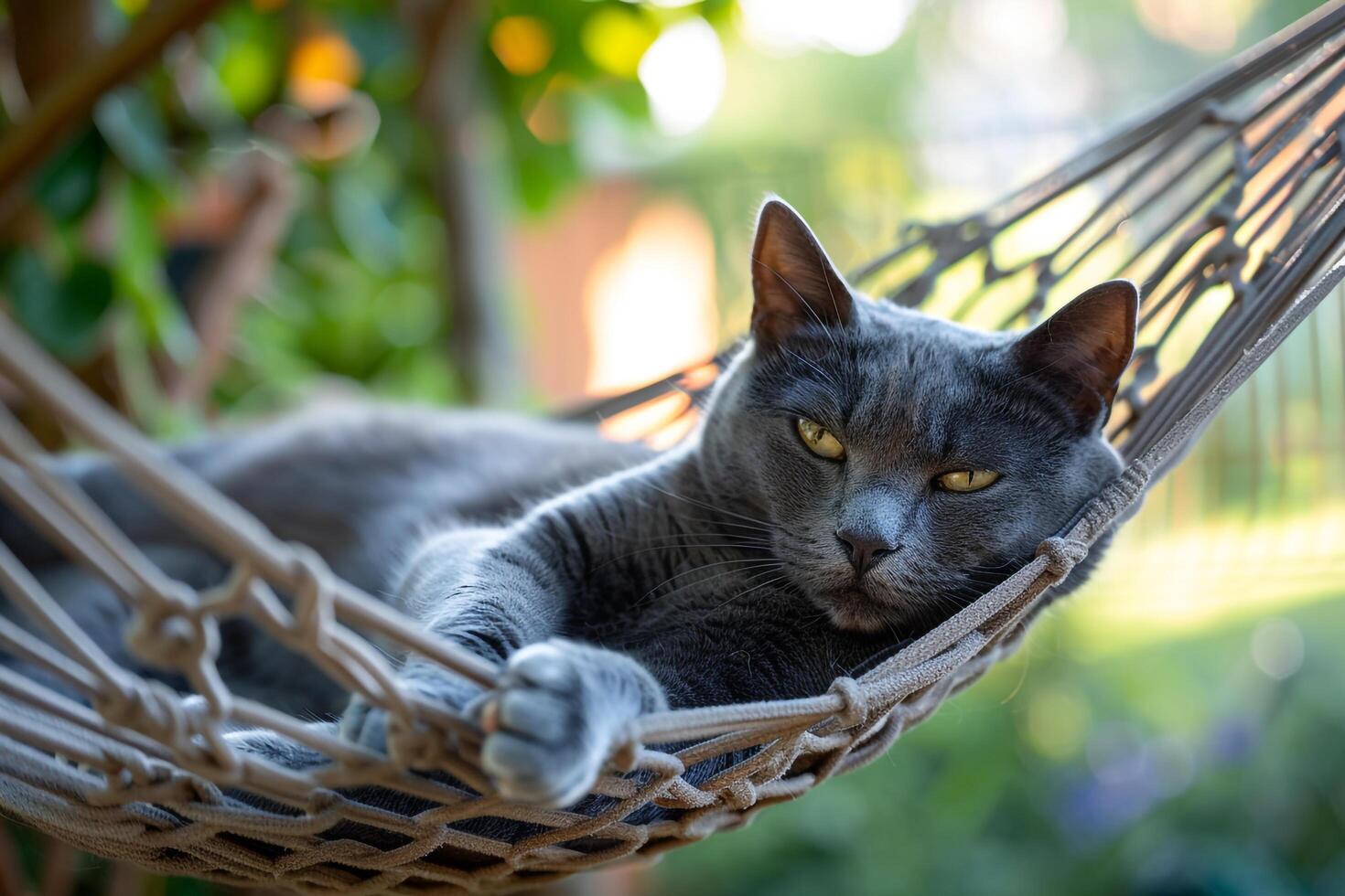 Gray Cat Lounging in Hammock   Relaxed and Gently Swaying in Cozy photo