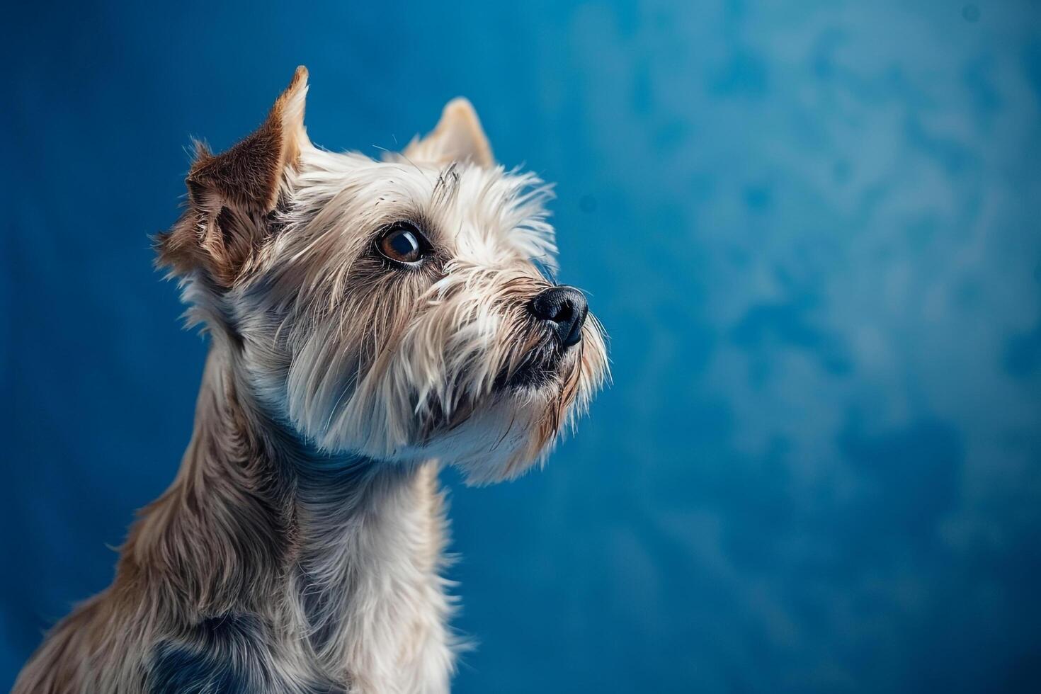 Majestic Dog Pose with Royal Background photo