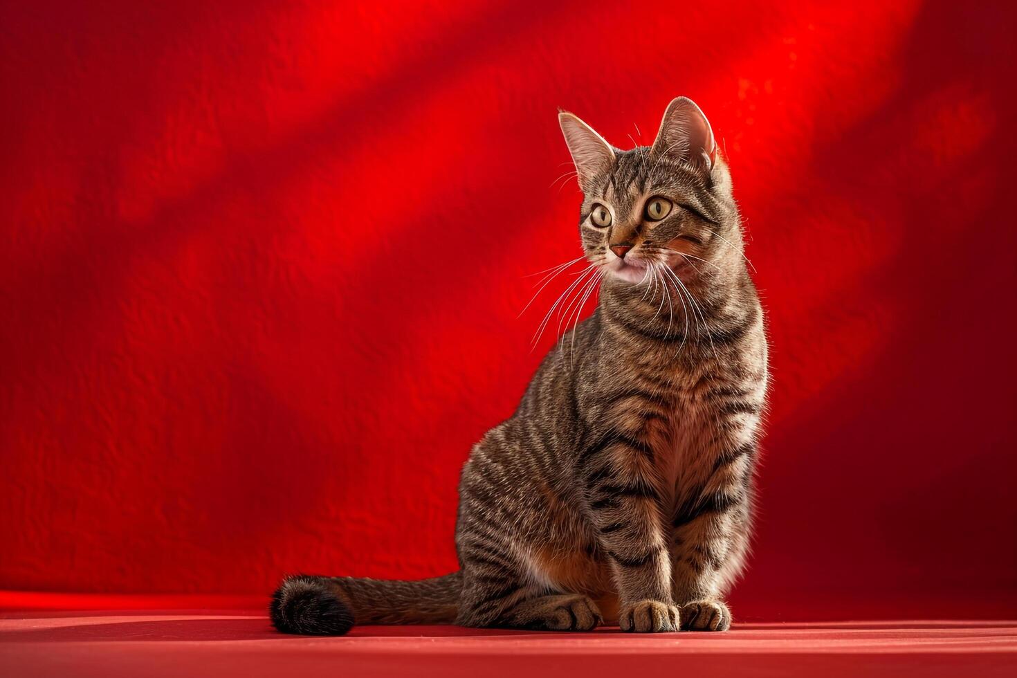 Ruby Red Background with Graceful Cat photo
