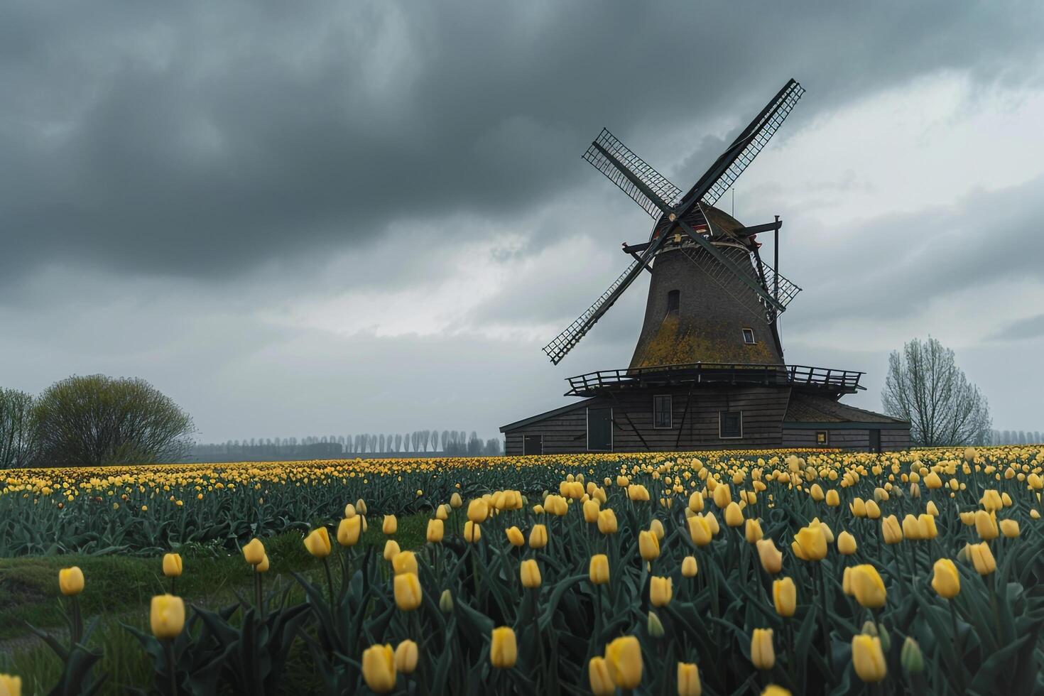Windmill Overlooking Tulip Fields in Dutch Countryside photo