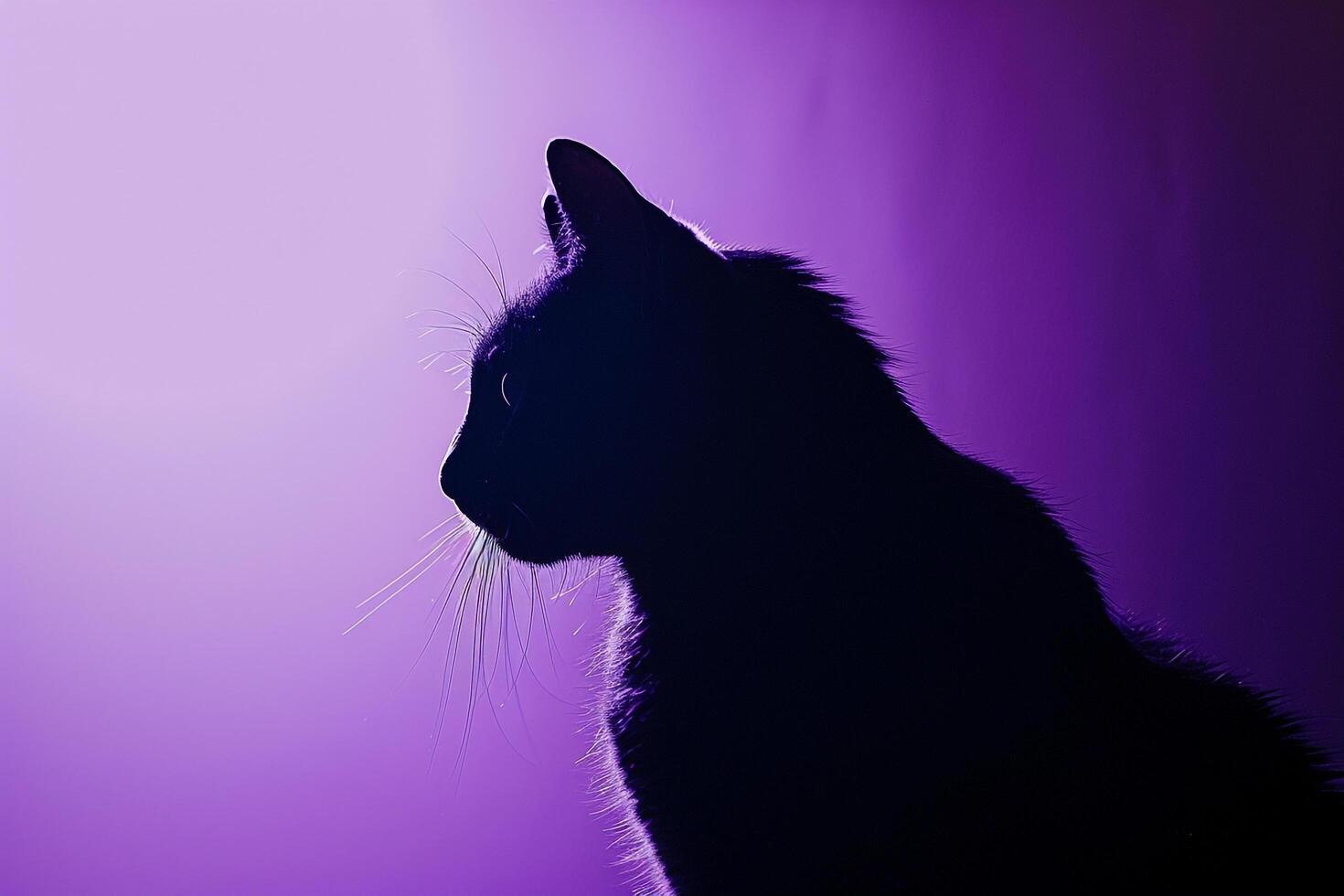 Cats with Background photo