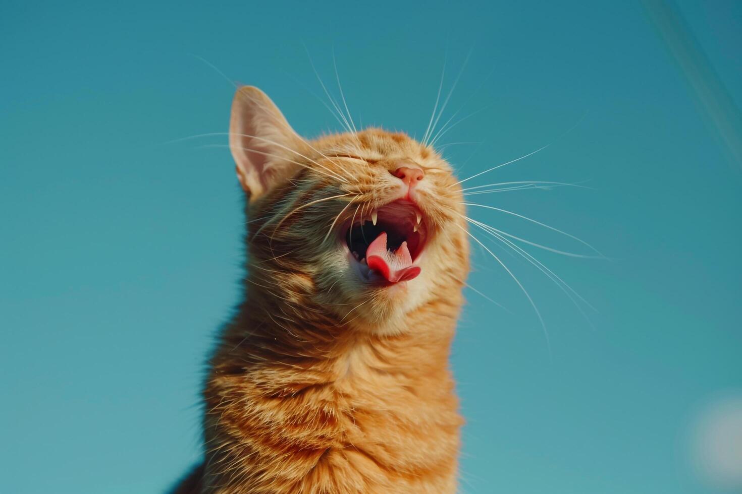 Cat with Tongue Out Against Sky Background photo