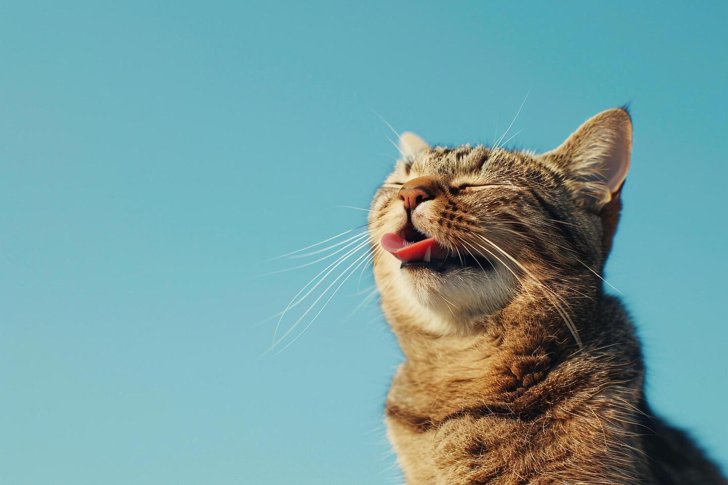 Cheerful Cat with Tongue Out and Sky Background photo