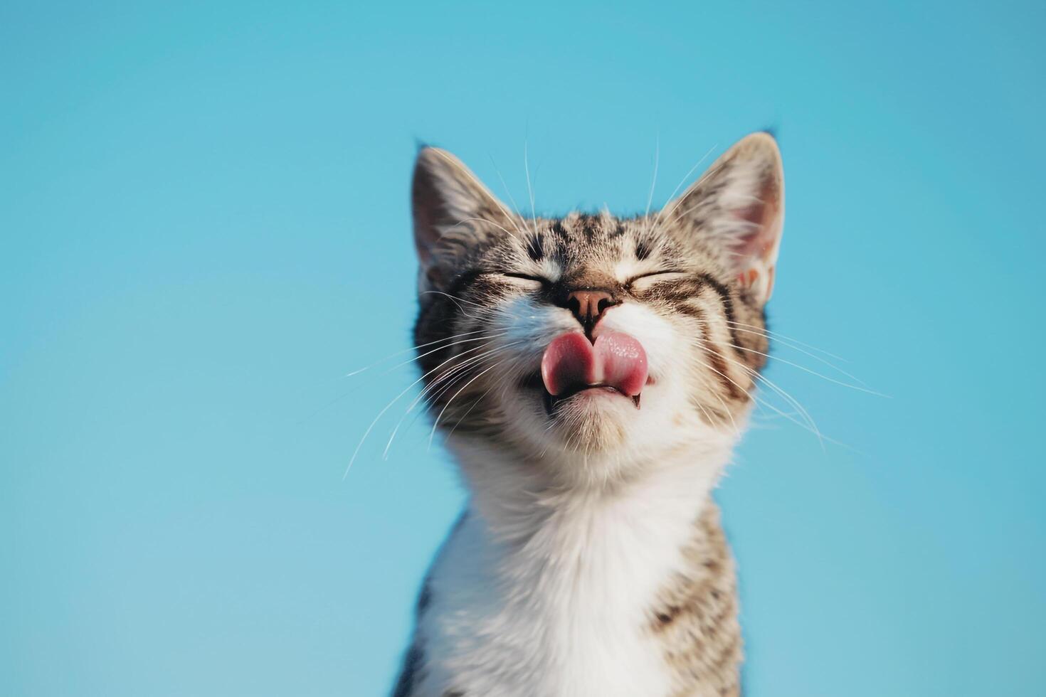 Playful Cat with Tongue Out and Sky Background photo