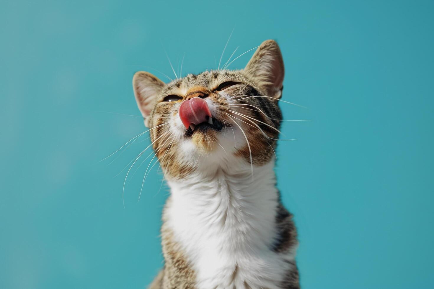 Cute Cat with Tongue Out on Sky Background photo