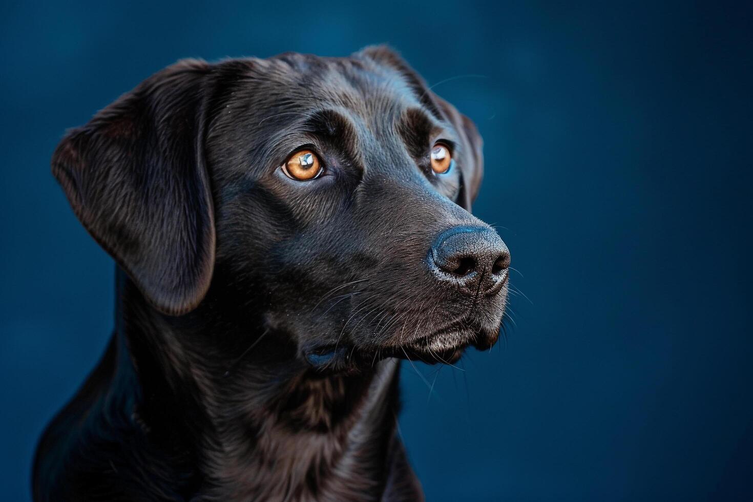 Dogs ed Expression with Steel Background photo