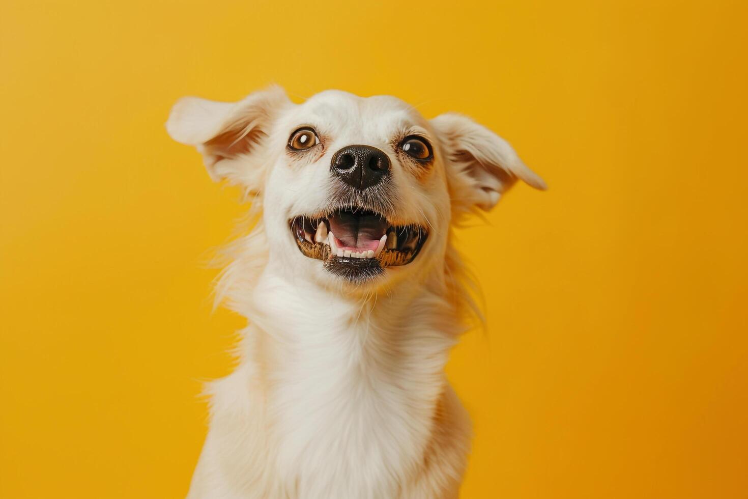 Joyful dog against   background photo