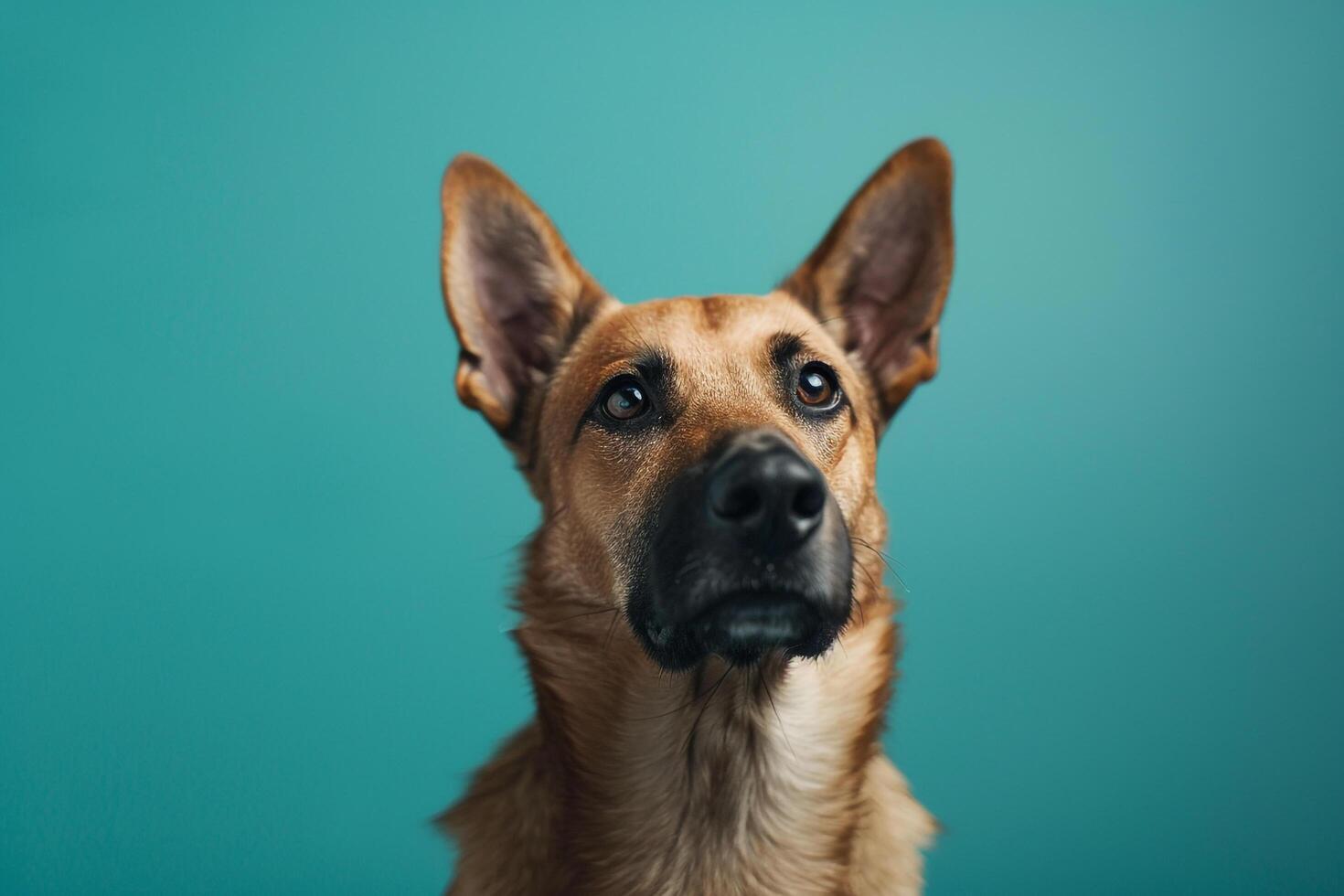 Dog sitting on teal surface attentively photo