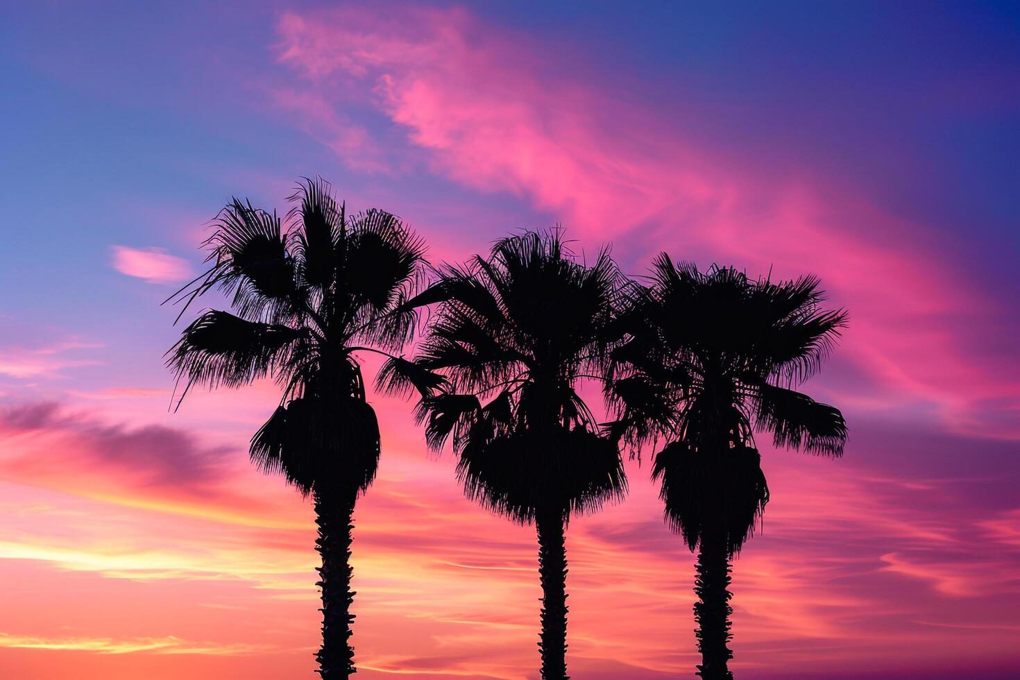 Palm Trees Silhouetted Against  Sunset Sky on Tropical Beach photo