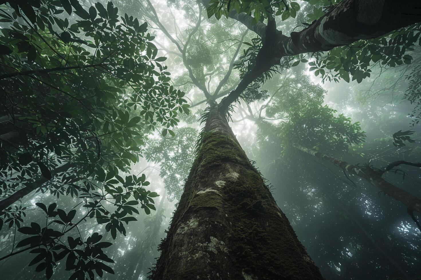 Dense Amazon Rainforest Canopy with Mist Swirling Around Ancient Trees photo