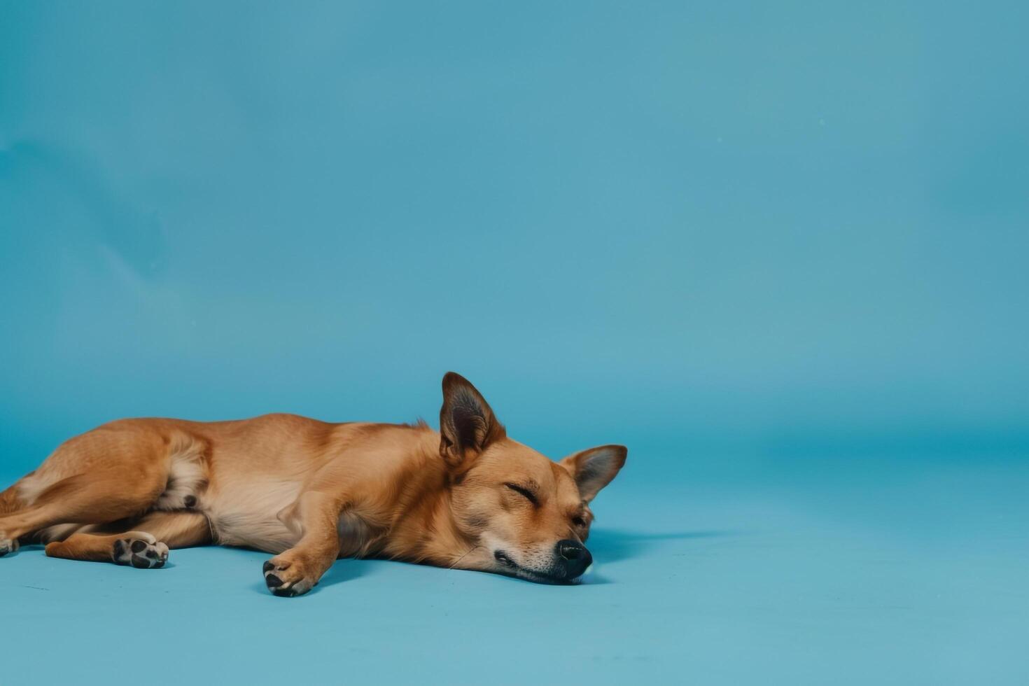 Dog Enjoying a Relaxed Moment on Ocean Background Reflecting Tranquility by the Sea photo