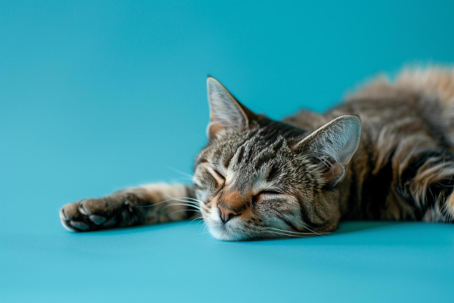 Cat Relaxing Comfortably on Ocean Background Capturing a Serene Moment by the Sea photo