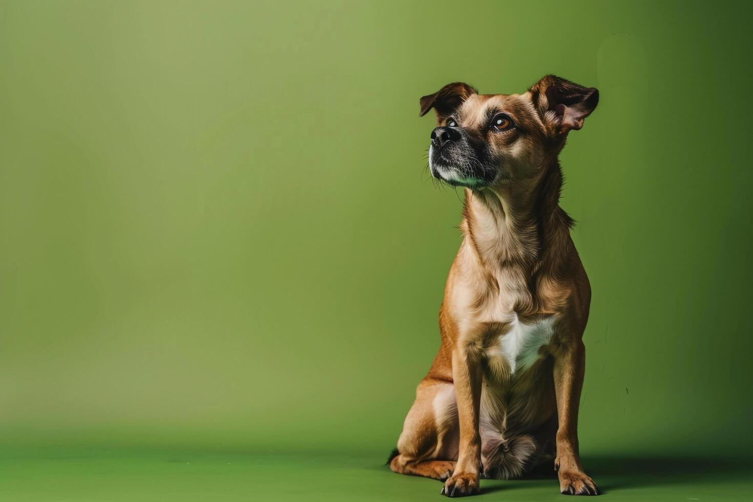 Dog in an Alert Sitting Pose on Olive Background Emphasizing  and Awareness photo