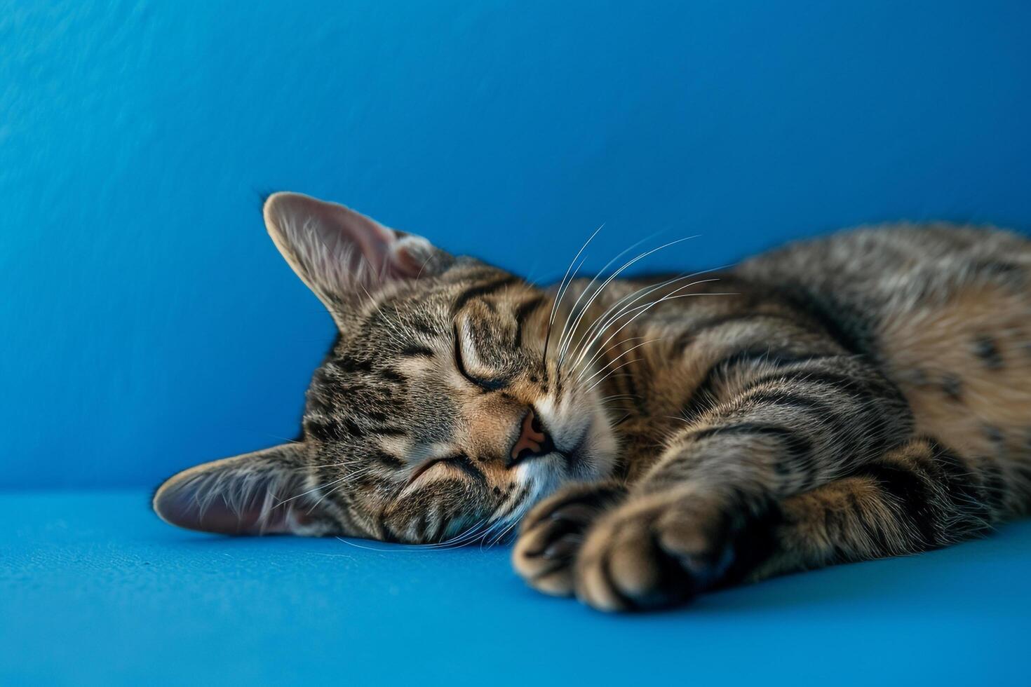 Cat Lying Peacefully on Ocean Background Reflecting Tranquility and Calm by the Sea photo