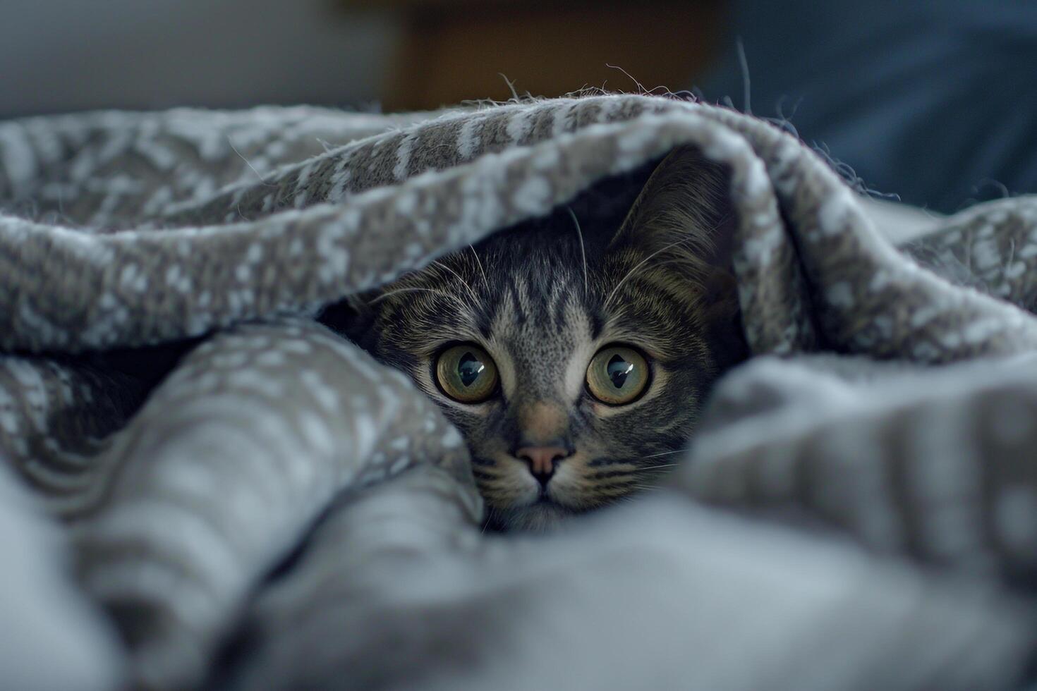 Gray Tabby Cat Peeking from Under Blanket with Curious Eyes photo